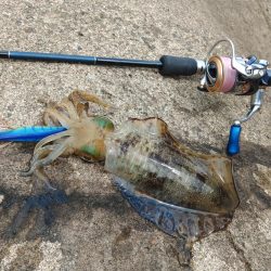 エギング絶好調！